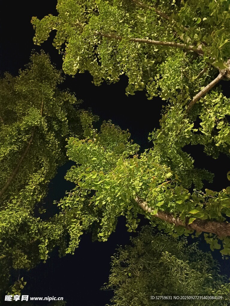 夜幕下的葱郁树冠