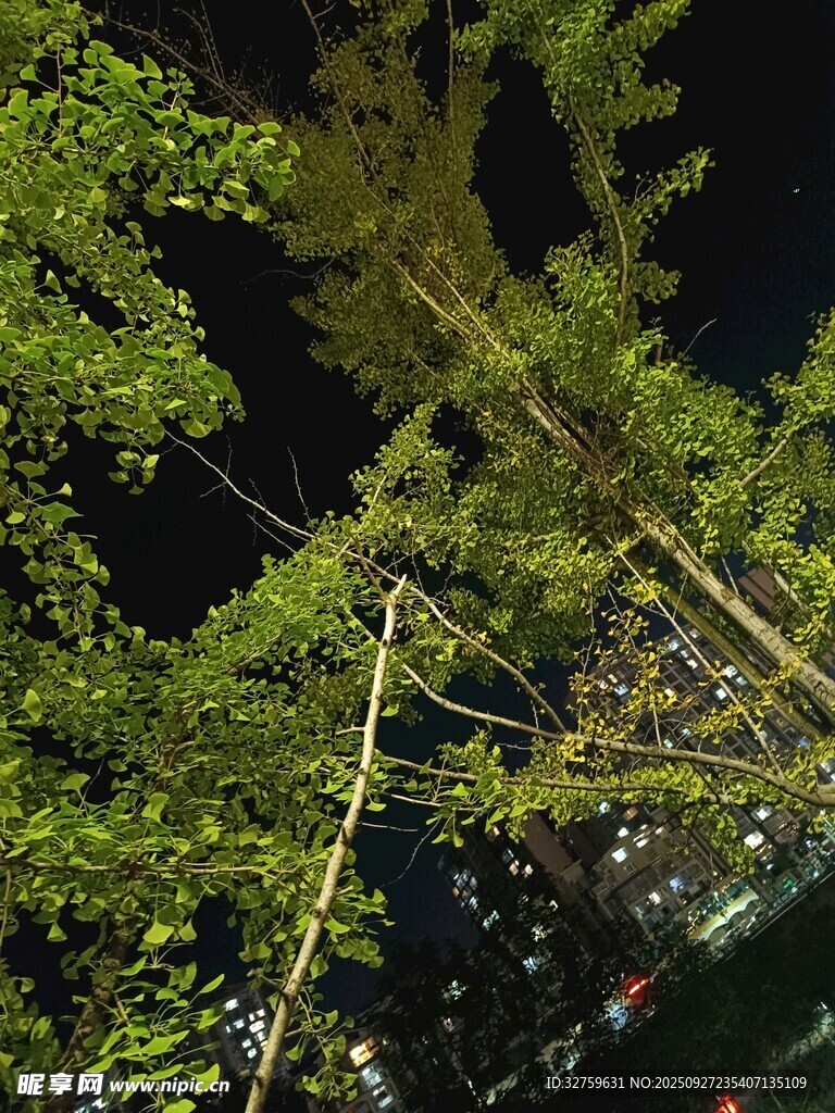 夜晚中的葱郁树枝