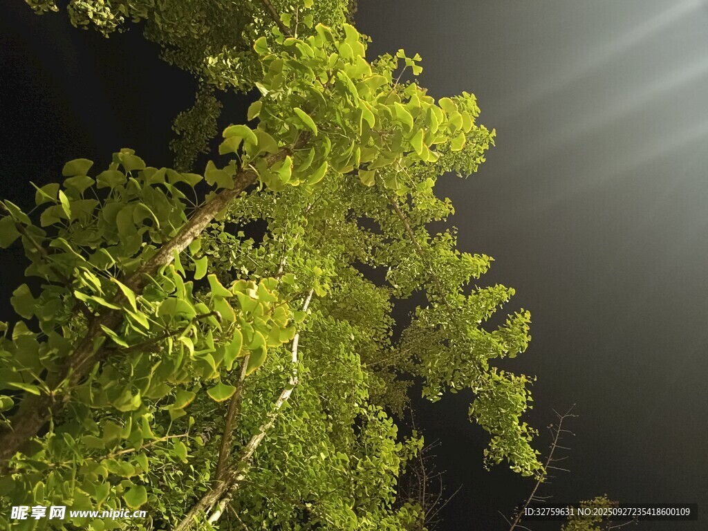 林间光束穿透翠绿枝叶