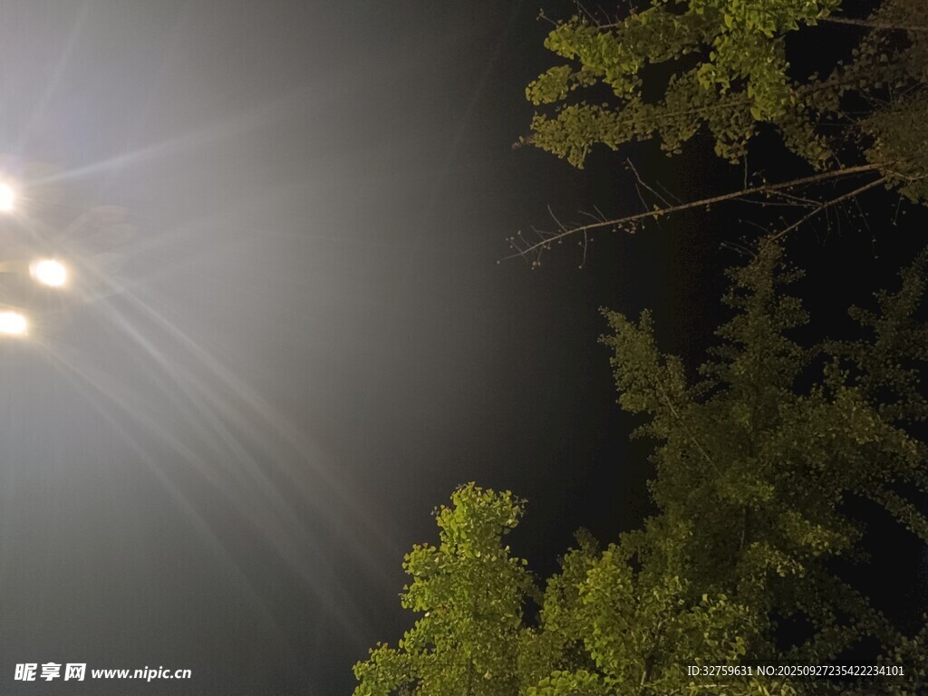 夜空中的树与朦胧灯光