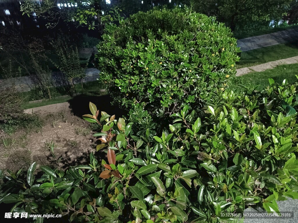 园林绿植景观一角