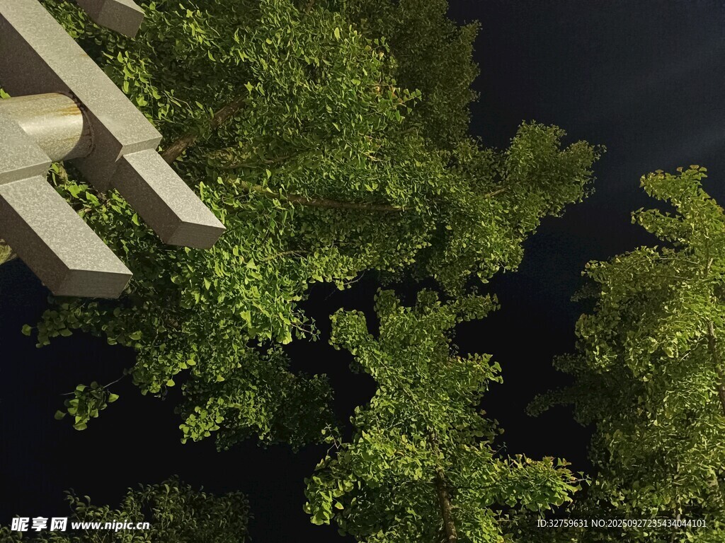 仰视繁茂绿树与建筑一角