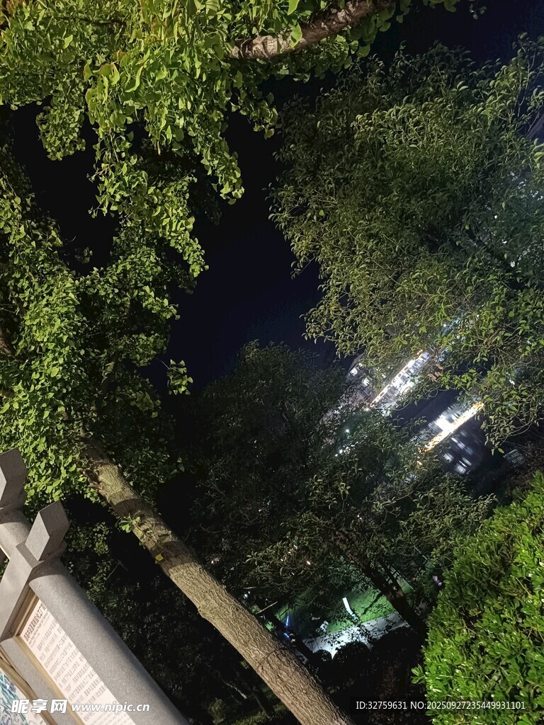 夜晚林间景象