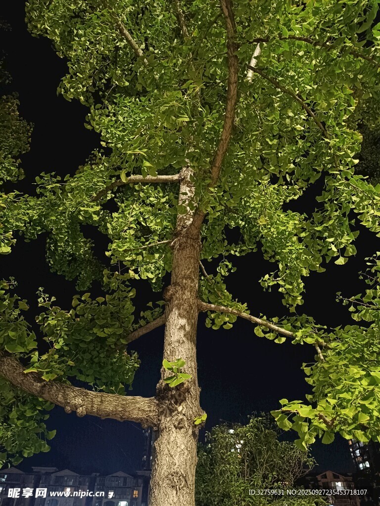 夜晚中的葱郁树木