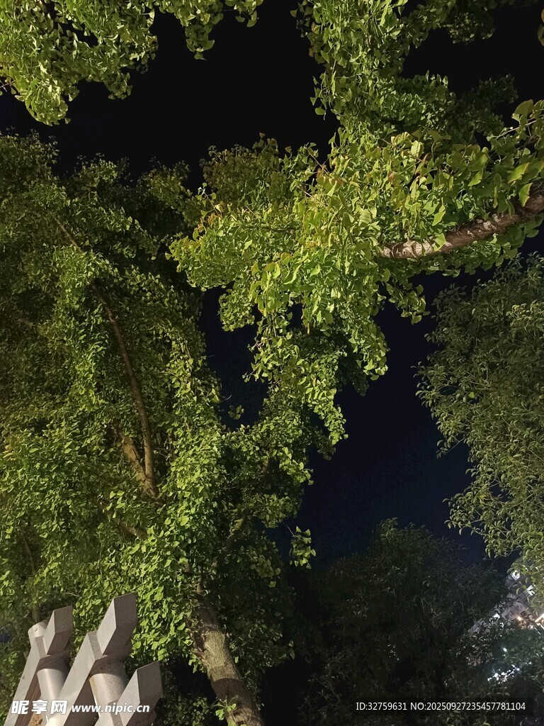 仰视繁茂绿树夜景