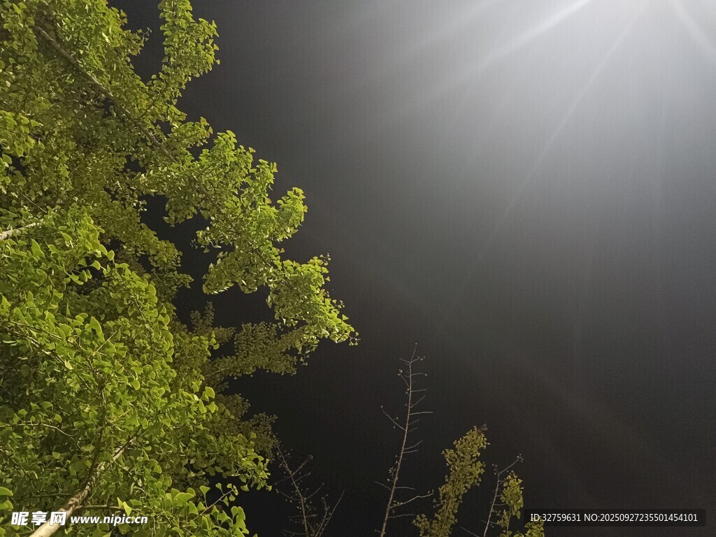 夜空中的树影与光束