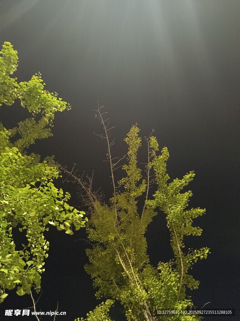 阳光穿透绿植的美妙瞬间