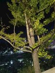 夜中绿树与城市灯火景观