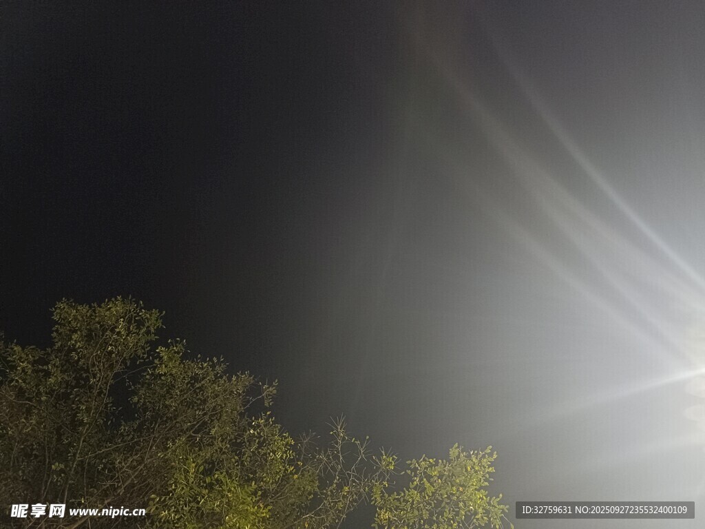 夜中光束穿透绿植景象
