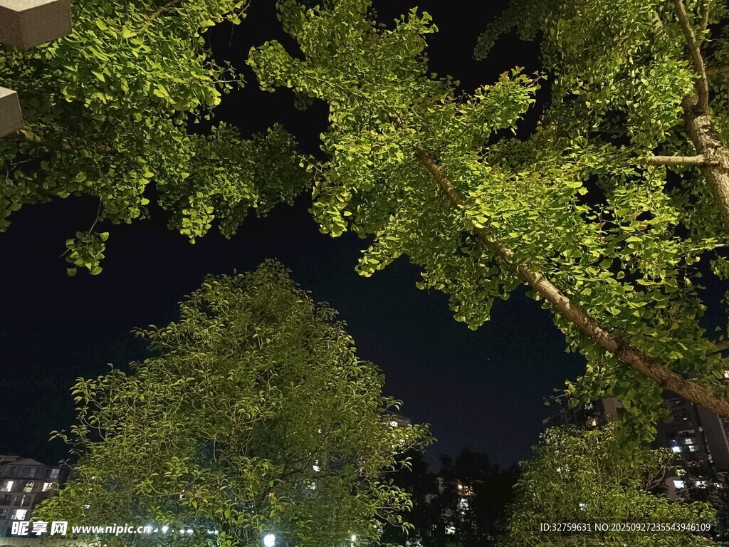 夜幕下的葱郁树木