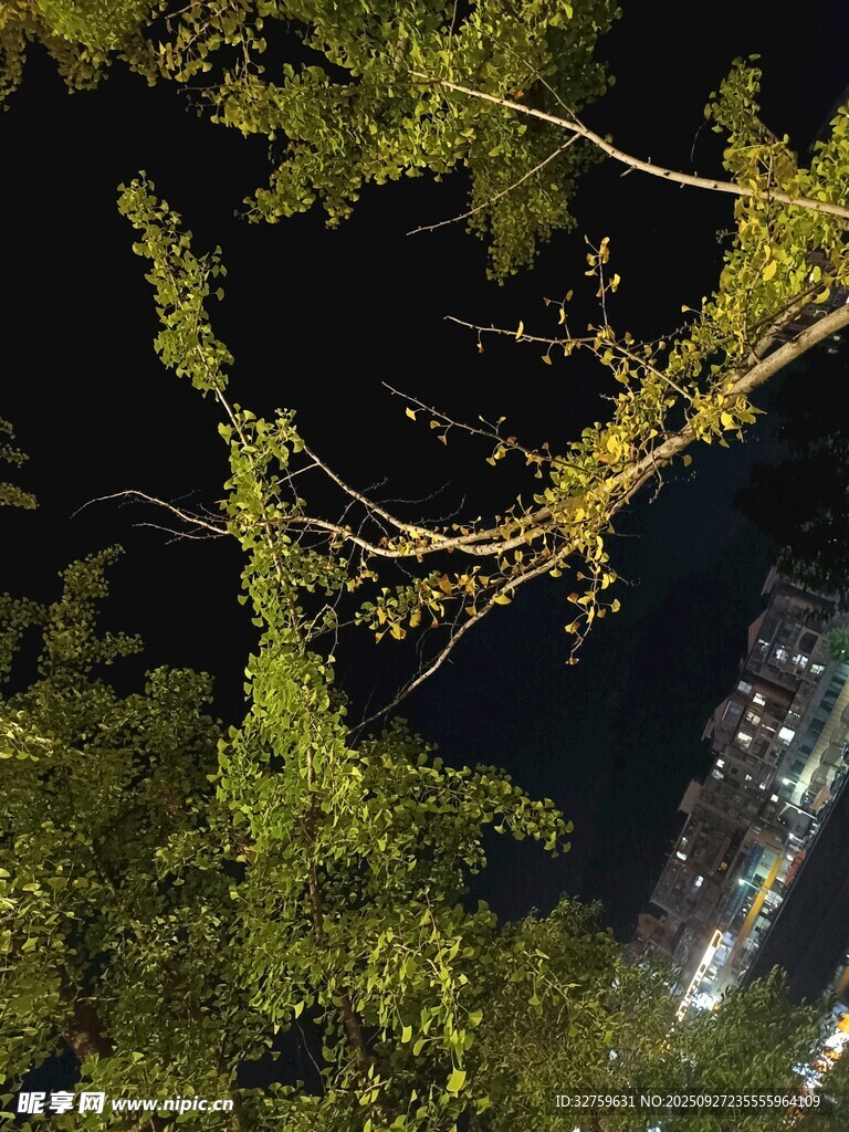 夜中树枝与城市灯火