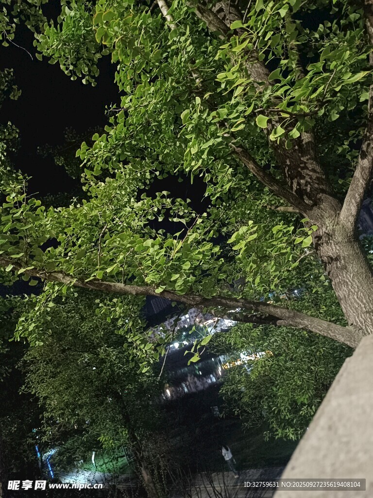绿荫下的静谧小道