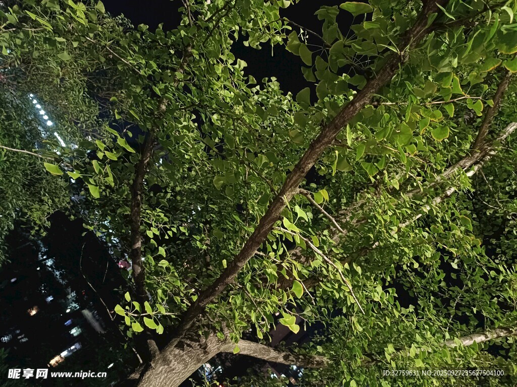 仰视繁茂绿树树冠
