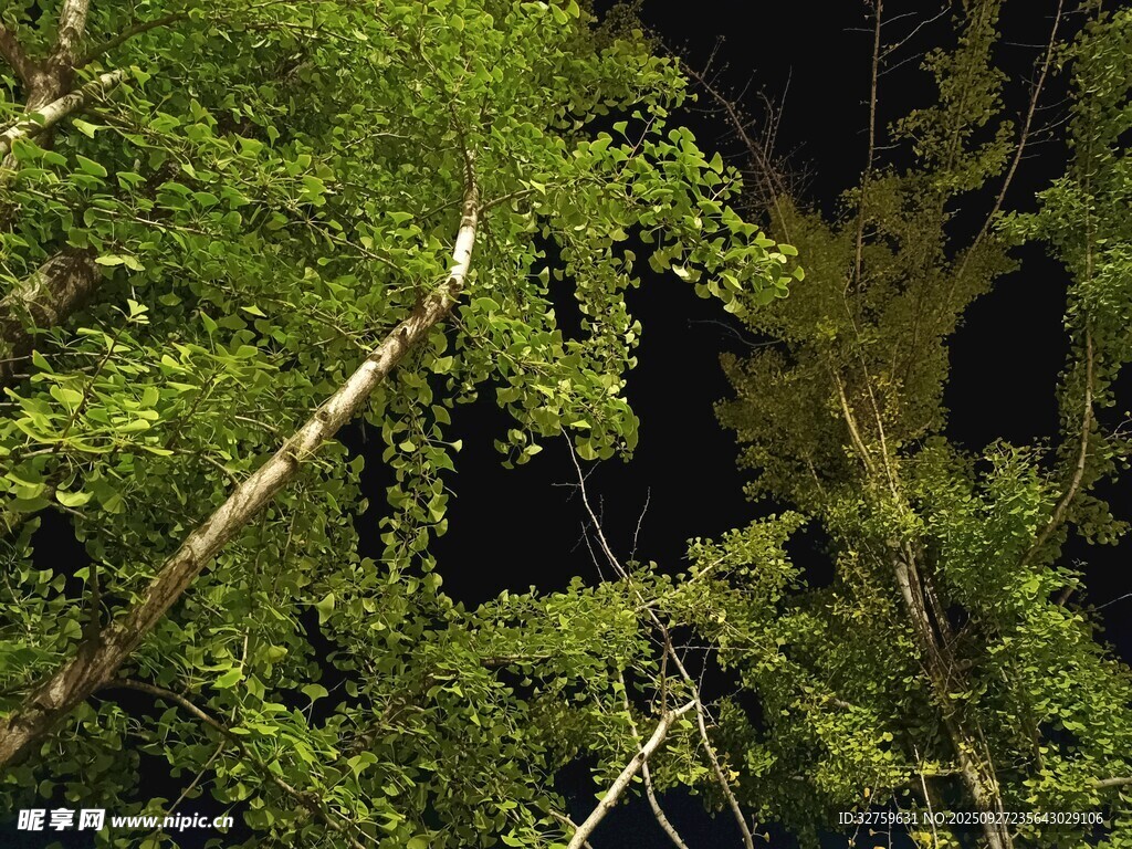 夜幕下的葱郁树枝