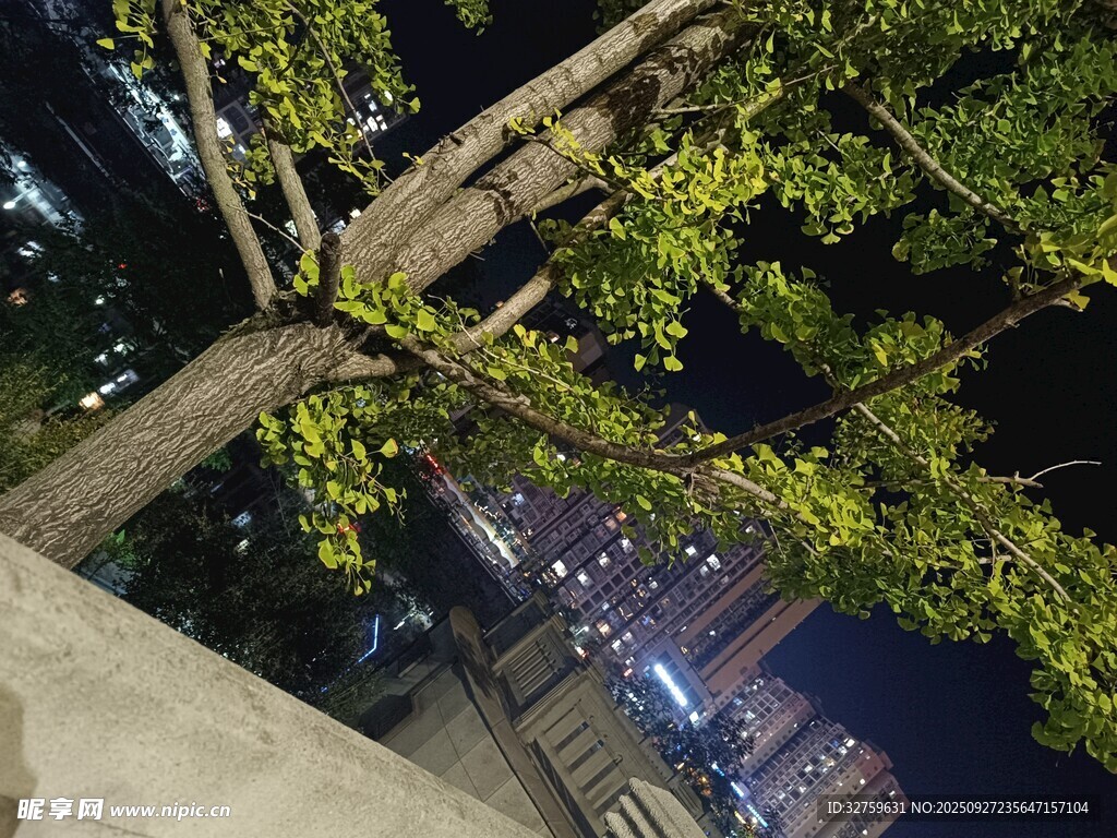 夜城树下景