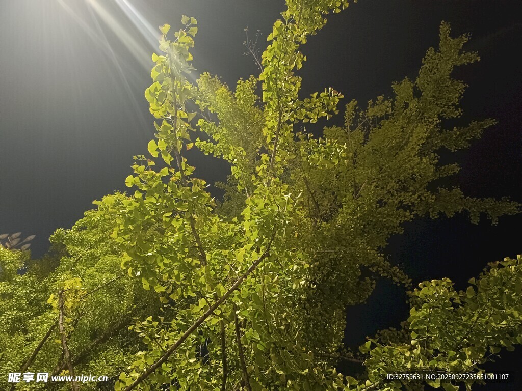 夜幕下闪耀的翠绿枝叶