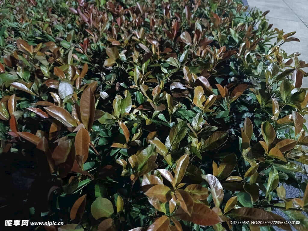 茂密的植物景观