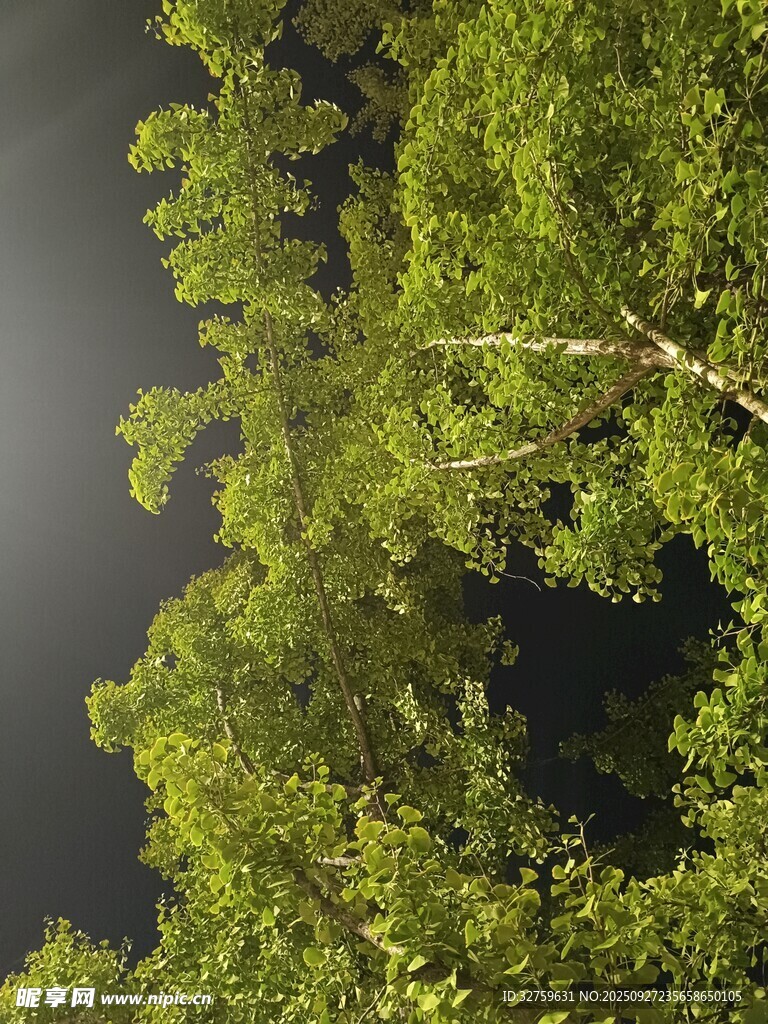 茂密树林中的绿意景象