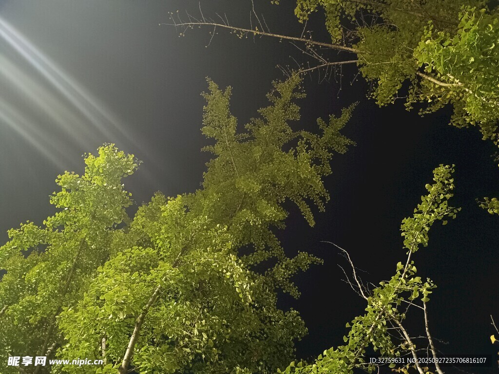 林间光束穿透翠绿枝叶
