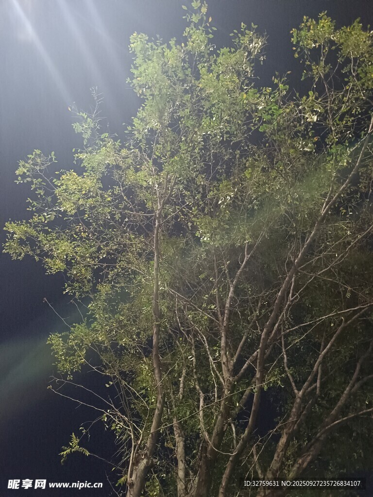 夜中树影映光束