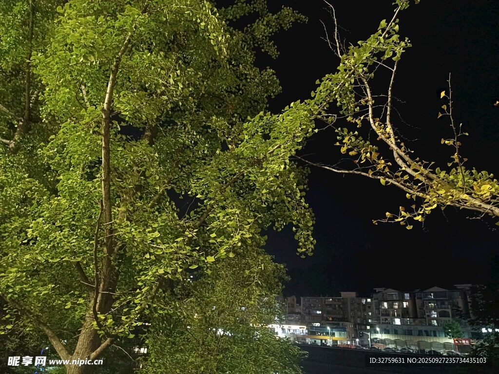 夜晚绿树夜景