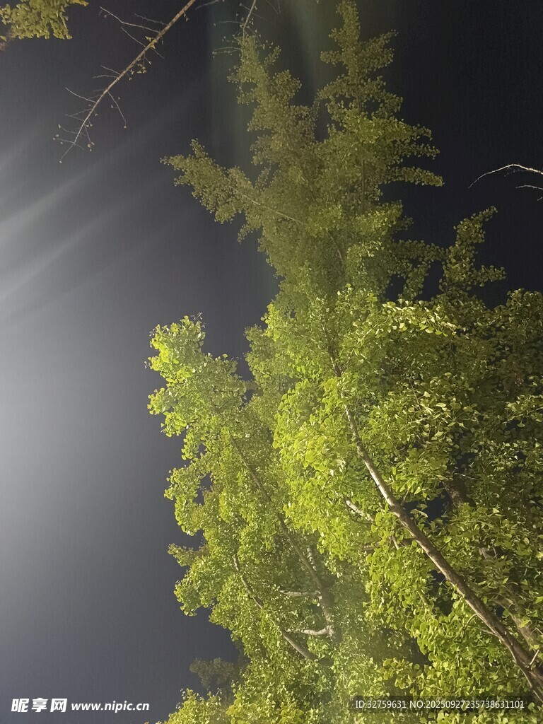 林间光束下的翠绿树木