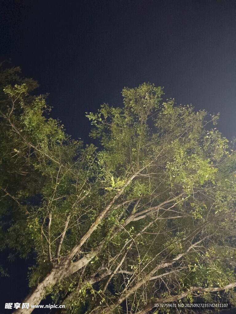 夜空下的繁茂绿树