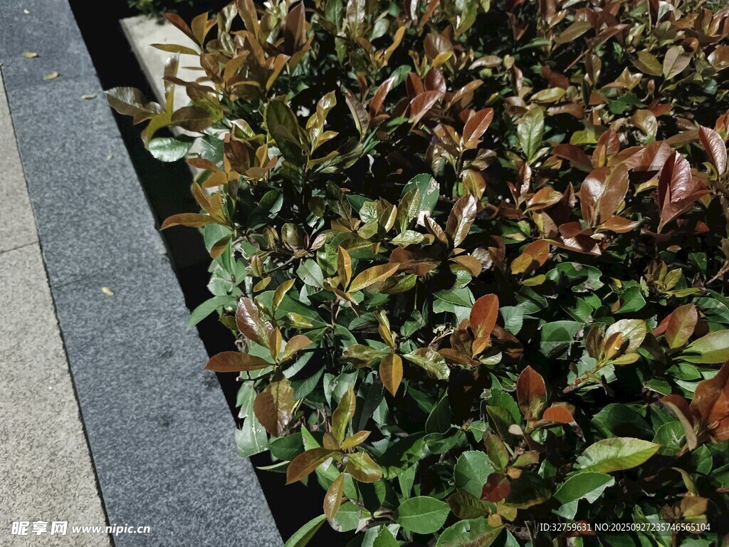 多彩灌木植物景观