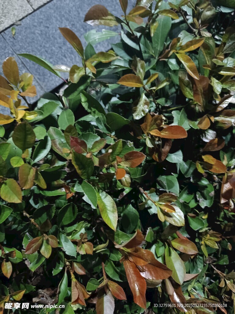 绿叶红边的繁茂植物