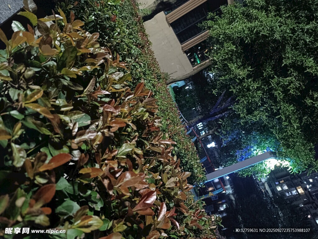 夜晚街边多彩繁茂绿植