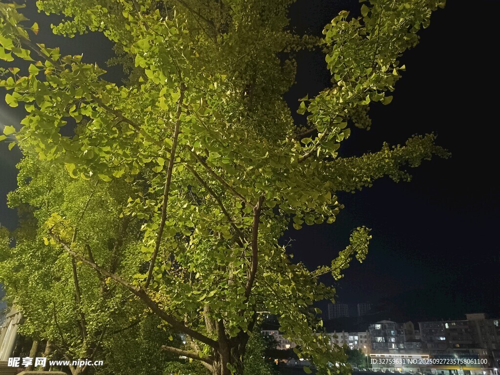夜晚中的葱郁绿树
