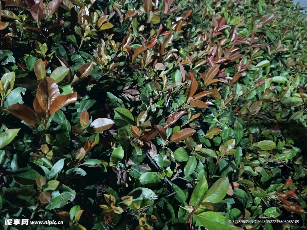 茂密多彩的植物景观