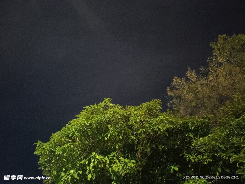 夜空下的葱郁树木