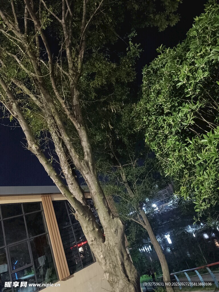 夜晚树下的静谧建筑景观