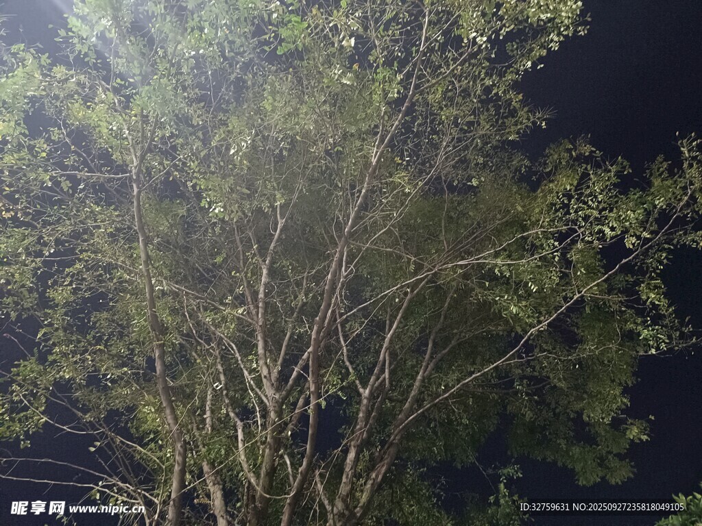 夜晚中的繁茂树木