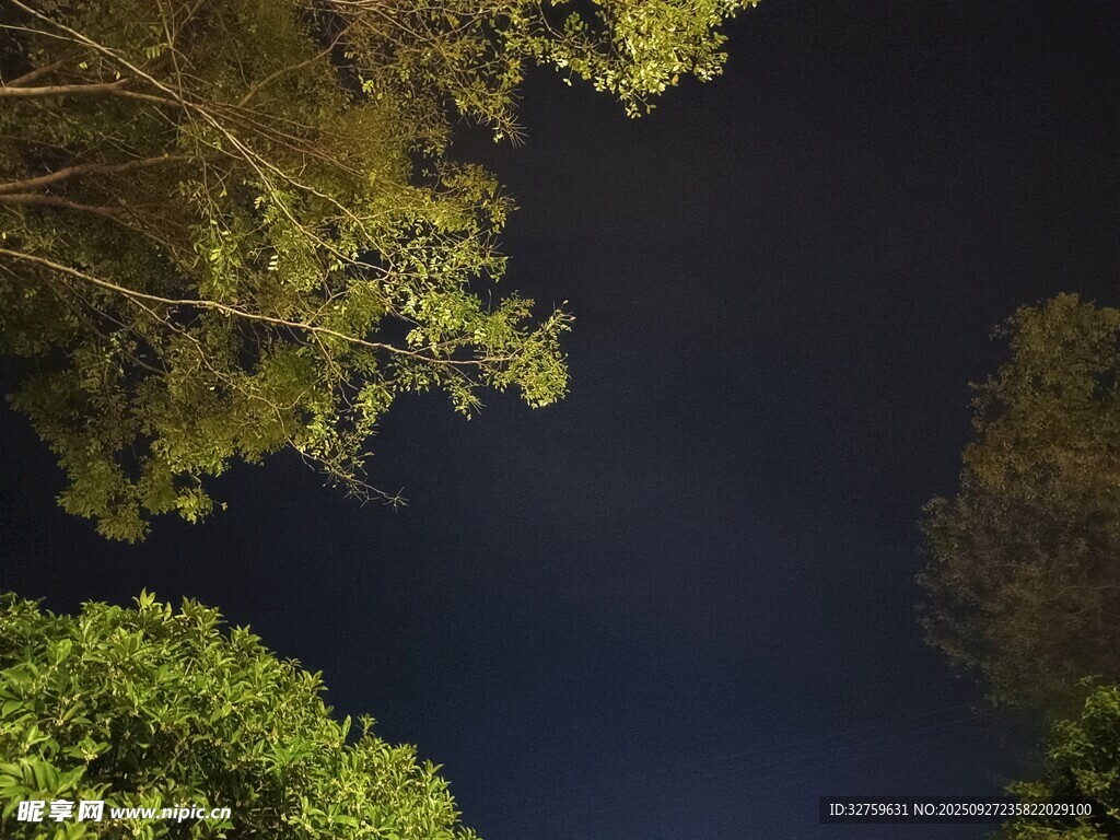 仰望夜空下的葱郁树冠