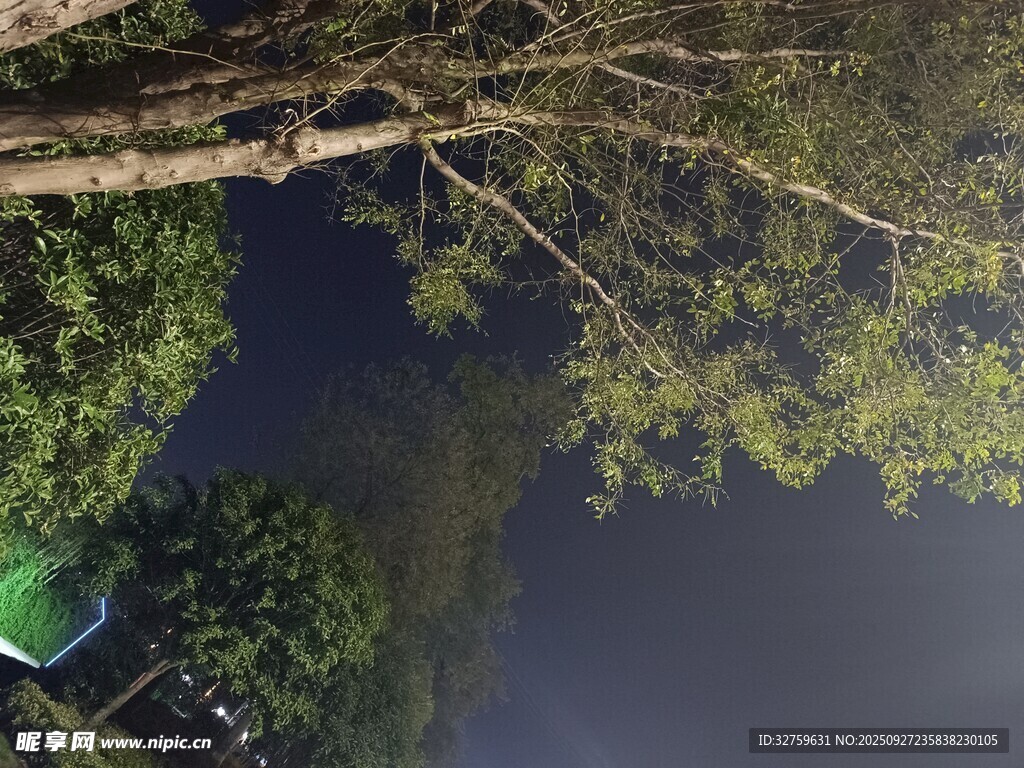 仰视夜空下繁茂的树枝