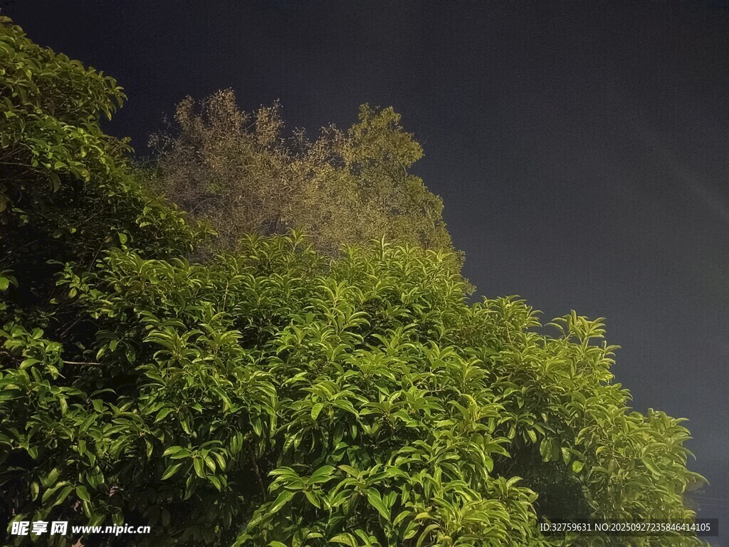 夜幕下的葱郁绿植