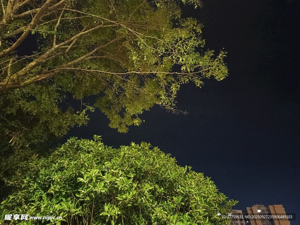 夜晚树下景致