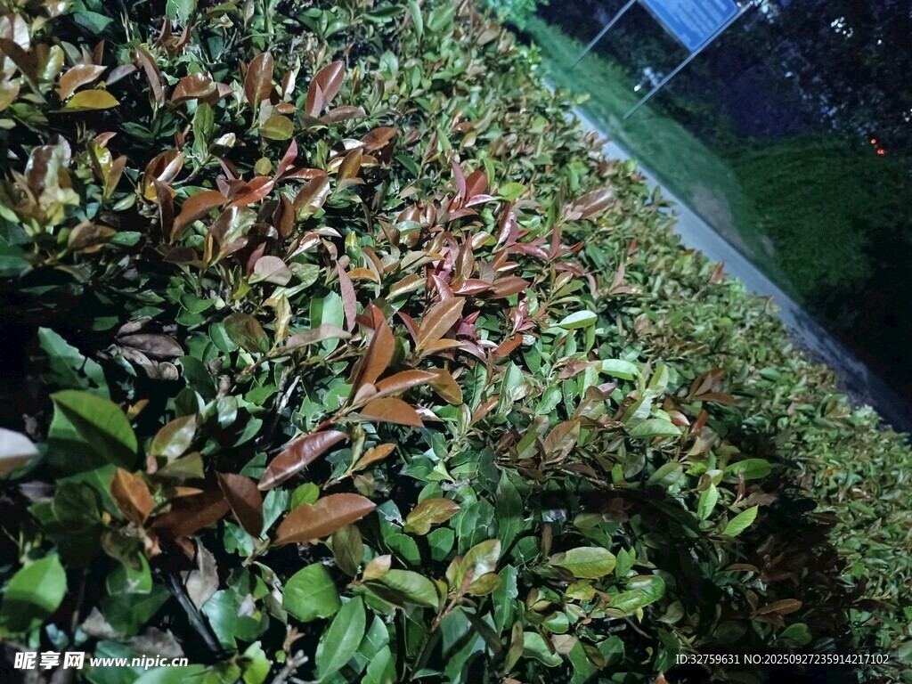 多彩植物景观