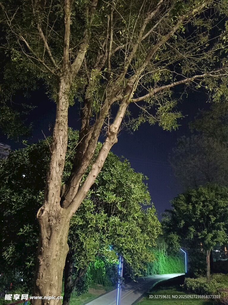 夜晚公园中的树木景观
