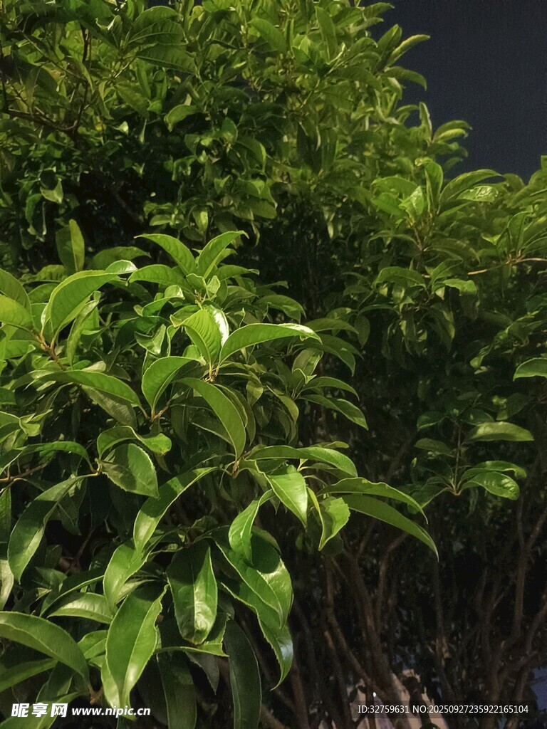 夜间翠绿植物特写