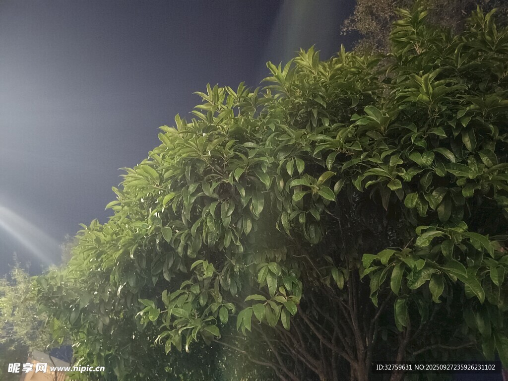 雨中葱郁树木