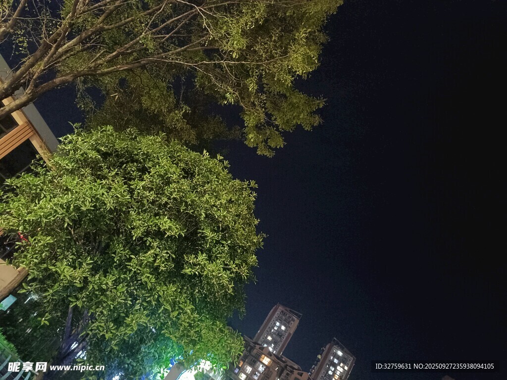 夜晚城市中的葱郁绿树