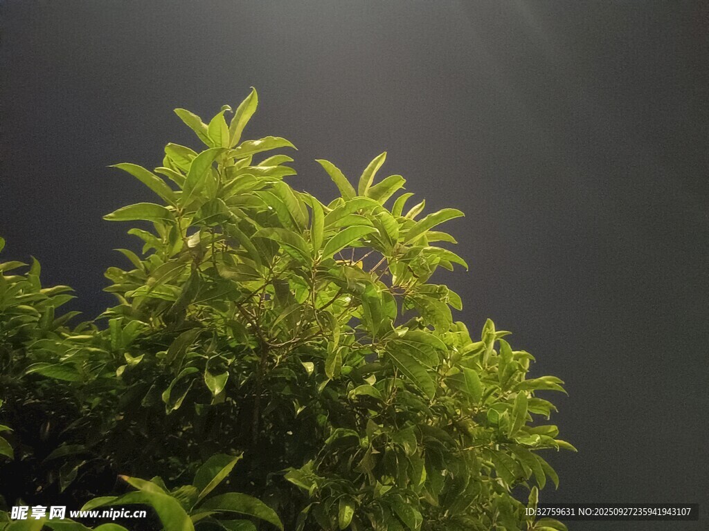 阳光下的翠绿植物
