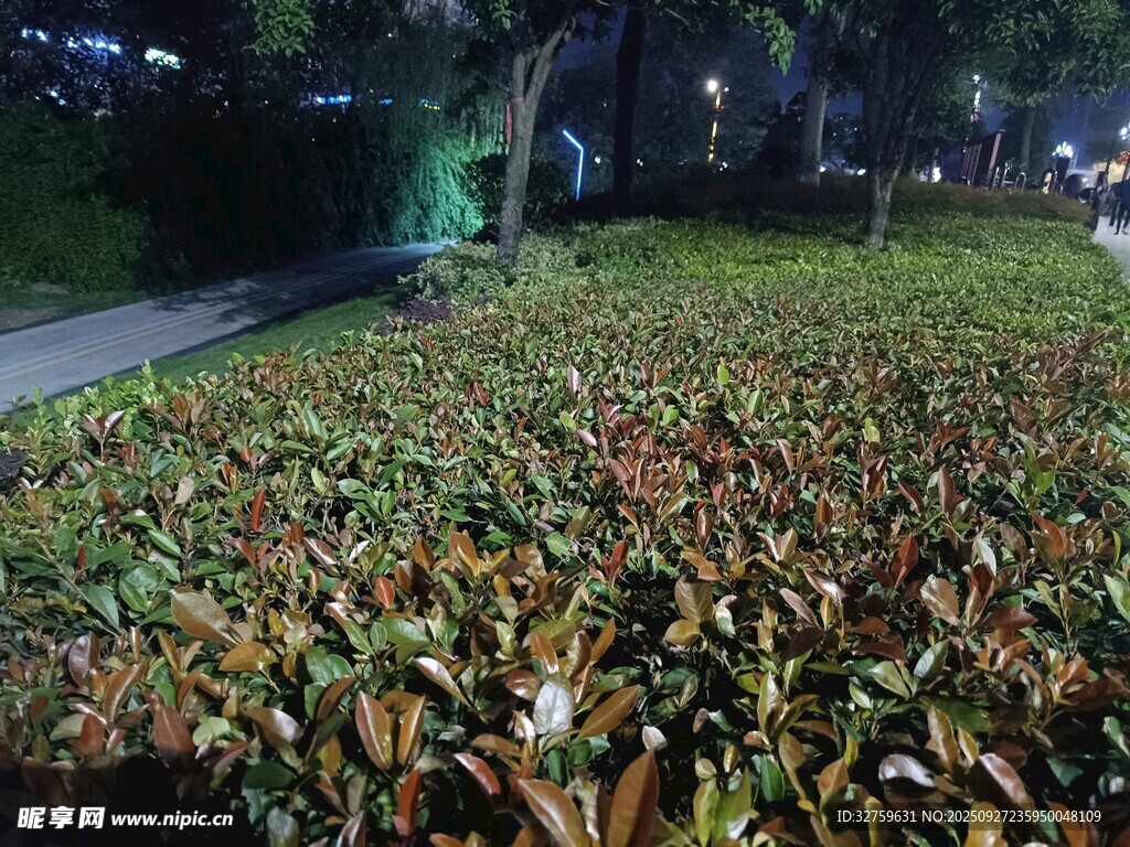 夜晚绿植景观
