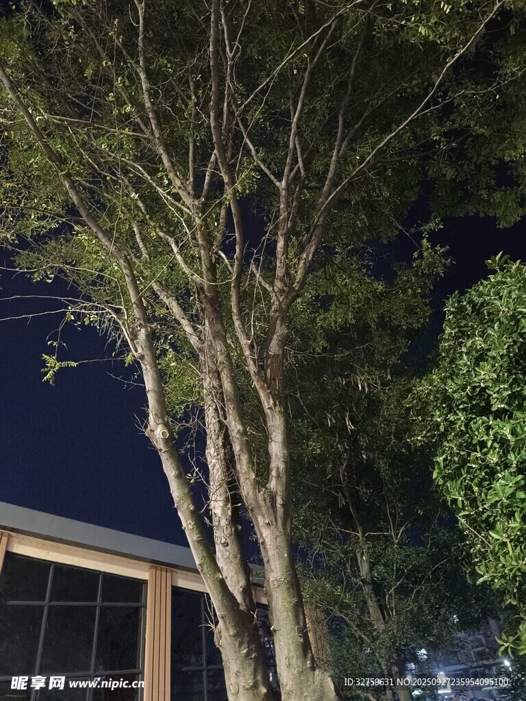 夜晚树下的静谧景象