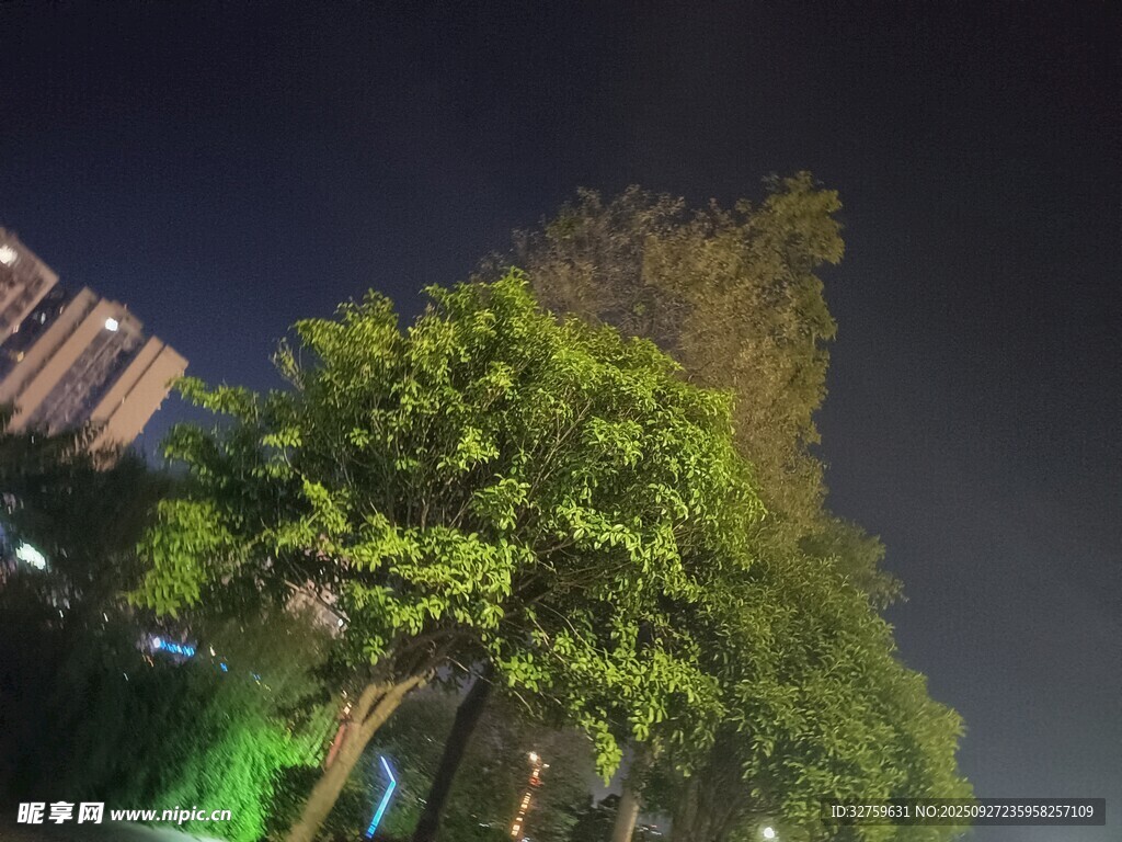 夜晚城市中的葱郁树木