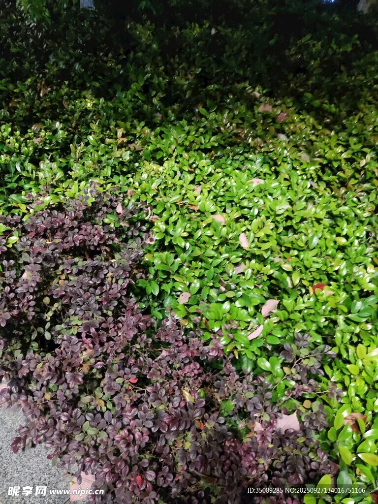 多彩植物景观