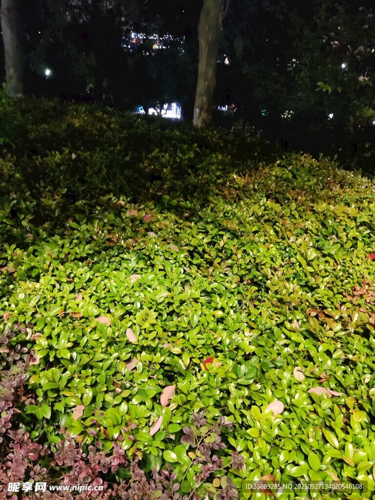 绿意盎然的地面植被景观